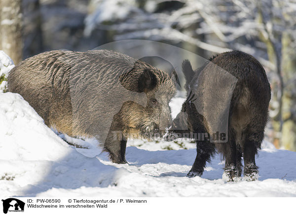 Wildschweine im verschneiten Wald / Wild Boars in the snowy forest / PW-06590