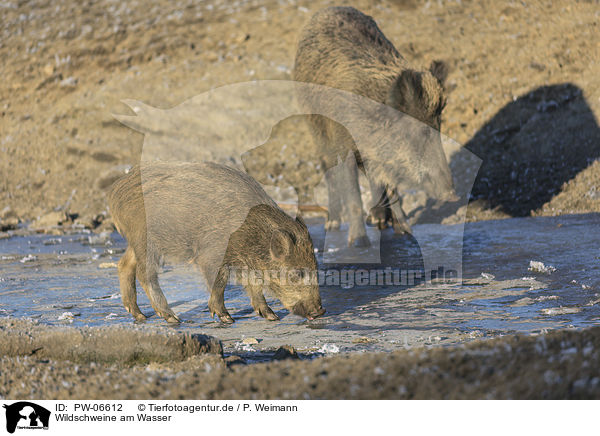 Wildschweine am Wasser / wild boars at the water / PW-06612