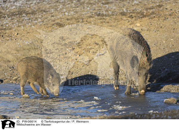 Wildschweine am Wasser / wild boars at the water / PW-06614