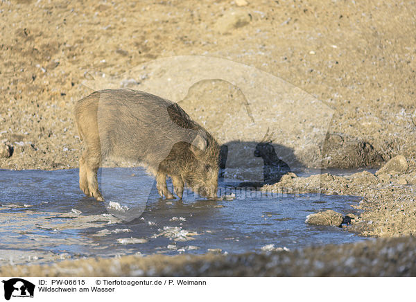 Wildschwein am Wasser / wild boar at the water / PW-06615
