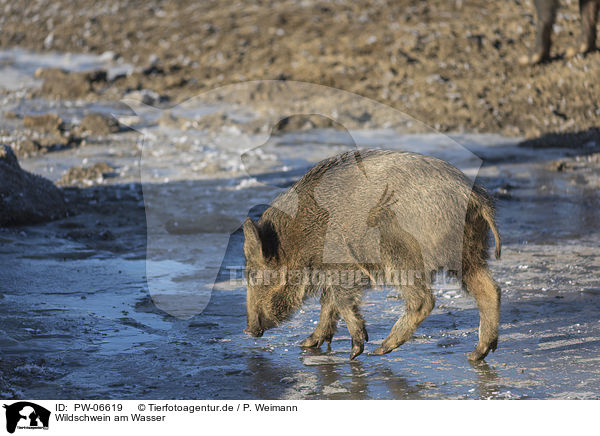Wildschwein am Wasser / wild boar at the water / PW-06619