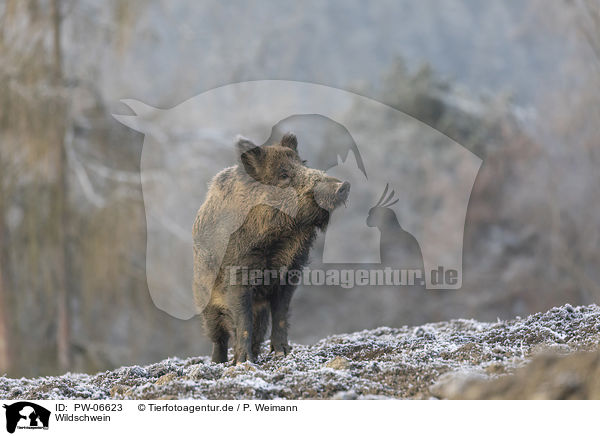 Wildschwein / wild boar / PW-06623