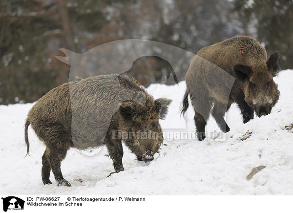 Wildschweine im Schnee / wild boars in the snow / PW-06627