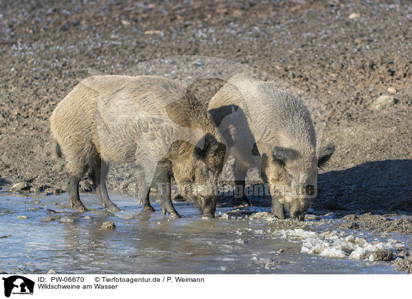 Wildschweine am Wasser / wild boars at the water / PW-06670