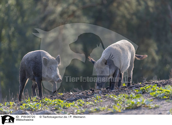 Wildschweine / wild boars / PW-06720