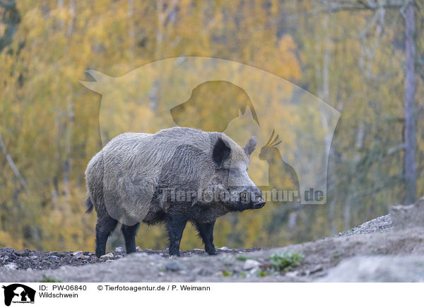 Wildschwein / wild boar / PW-06840