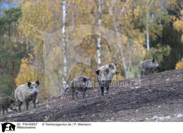 Wildschweine / wild boars / PW-06857