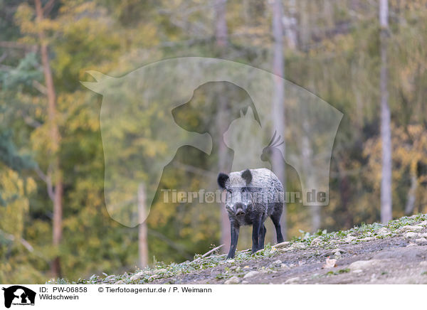 Wildschwein / wild boar / PW-06858