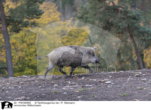 rennendes Wildschwein / running wild boar / PW-06868