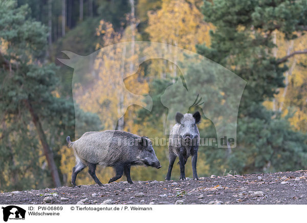 Wildschweine / wild boars / PW-06869