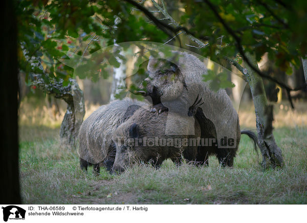 stehende Wildschweine / standing Wild Boars / THA-06589