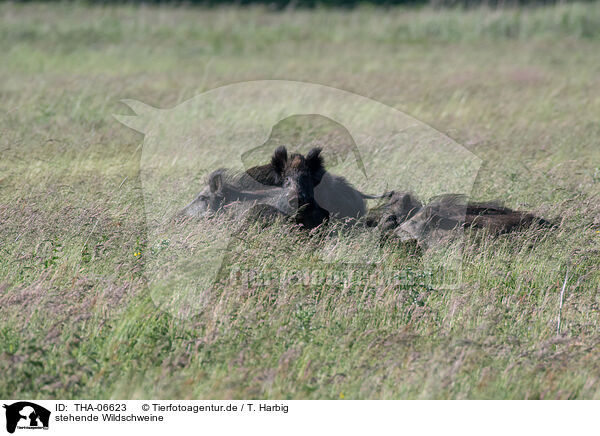 stehende Wildschweine / standing Wild Boars / THA-06623