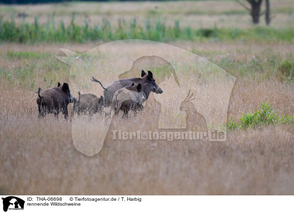 rennende Wildschweine / running Wild Boars / THA-06698