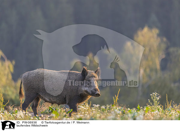 laufendes Wildschwein / walking Wild Boar / PW-06936