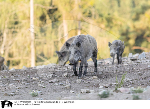 laufende Wildschweine / PW-06959