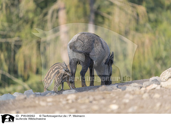 laufende Wildschweine / walking Wild Boars / PW-06992