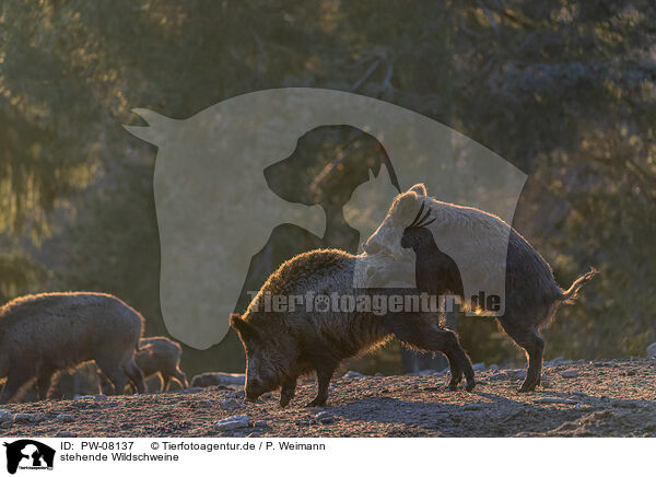 stehende Wildschweine / standing Wild Boars / PW-08137