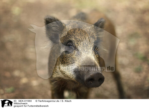 Wildschwein / Wild Boar / SEK-01560