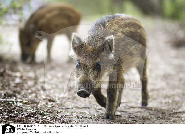 Wildschweine / SEK-01561