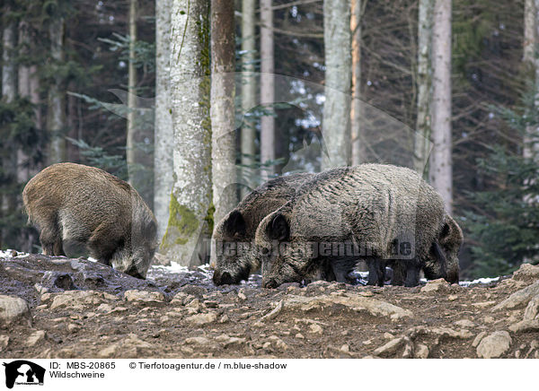 Wildschweine / Wild Boars / MBS-20865