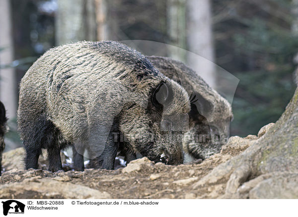 Wildschweine / Wild Boars / MBS-20888