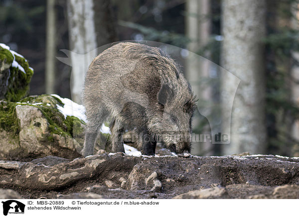 stehendes Wildschwein / standing Wild Boar / MBS-20889