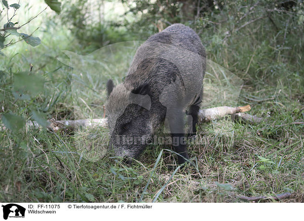 Wildschwein / wild boar / FF-11075