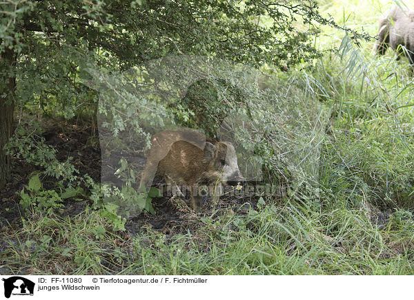 junges Wildschwein / young wild boar / FF-11080