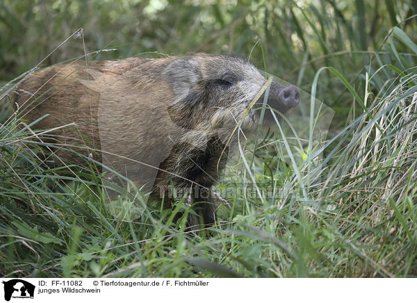 junges Wildschwein / young wild boar / FF-11082