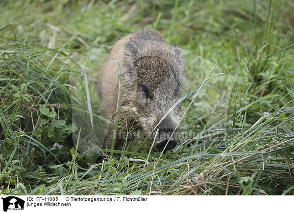 junges Wildschwein / young wild boar / FF-11085