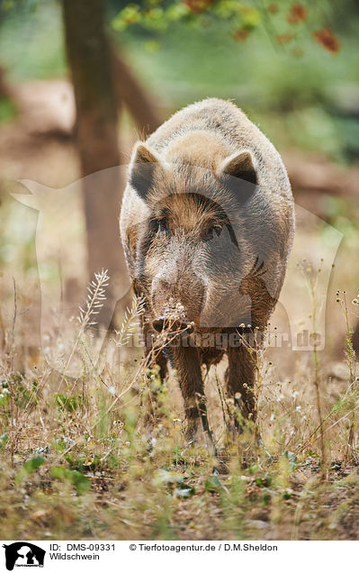 Wildschwein / wildboar / DMS-09331