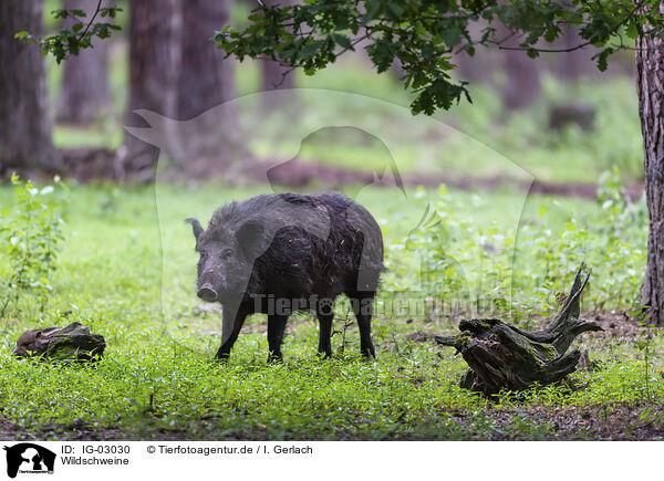 Wildschweine / wildboars / IG-03030