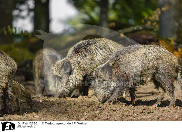 Wildschweine / wildboars / PW-12396