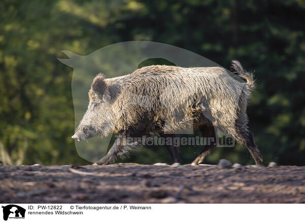rennendes Wildschwein / running wild boar / PW-12822