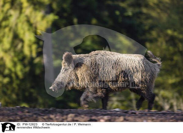 rennendes Wildschwein / running wild boar / PW-12823