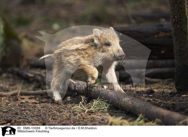 Wildschwein Frischling / wildboar shoat / DMS-10068