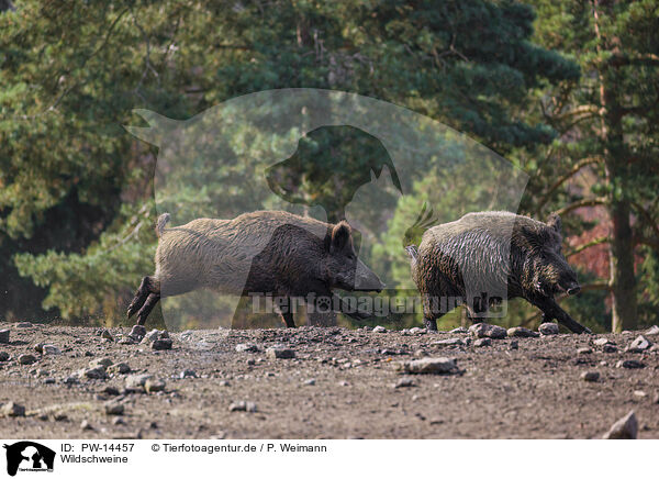 Wildschweine / wild hogs / PW-14457
