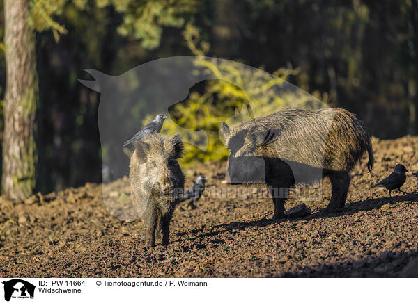 Wildschweine / wildboars / PW-14664