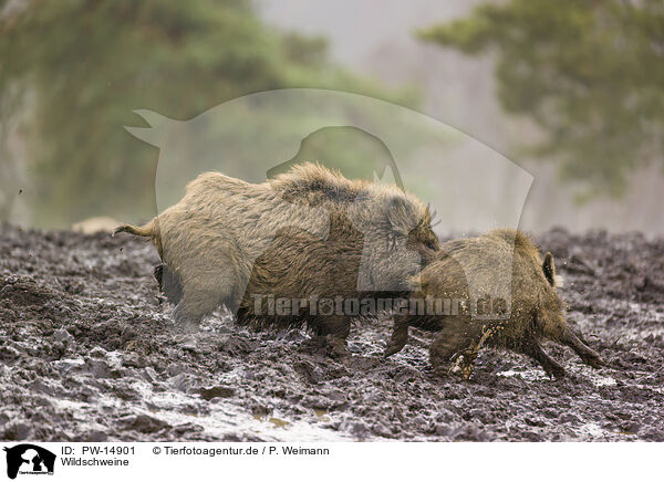 Wildschweine / wildboars / PW-14901