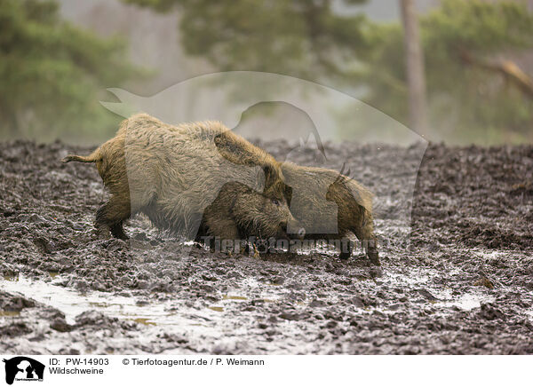 Wildschweine / wildboars / PW-14903
