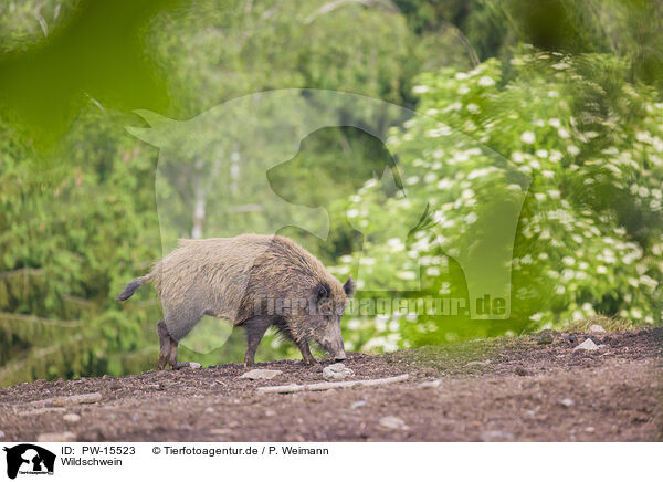 Wildschwein / wildboar / PW-15523