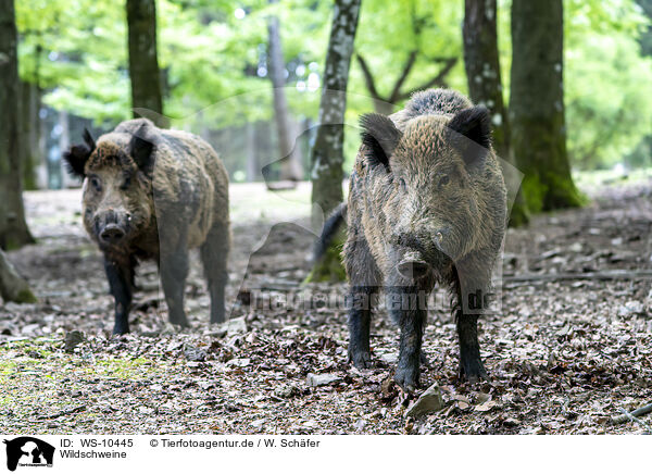 Wildschweine / WS-10445