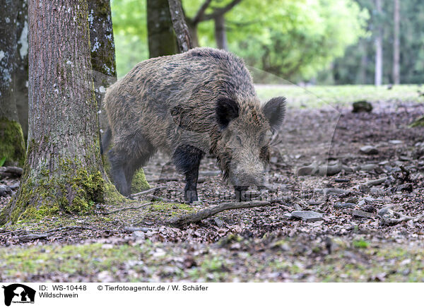 Wildschwein / wild boar / WS-10448