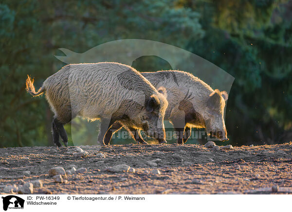 Wildschweine / wildboars / PW-16349