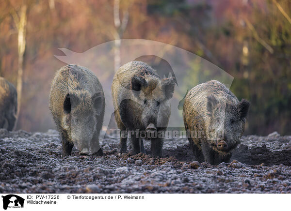 Wildschweine / wildboars / PW-17226