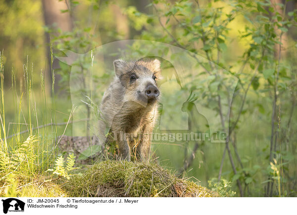Wildschwein Frischling / wildboar piglet / JM-20045