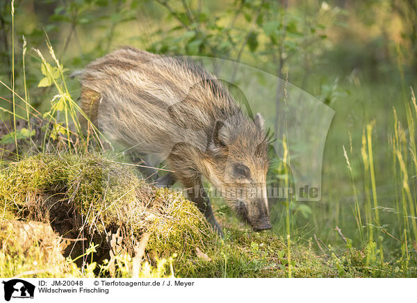 Wildschwein Frischling / wildboar piglet / JM-20048