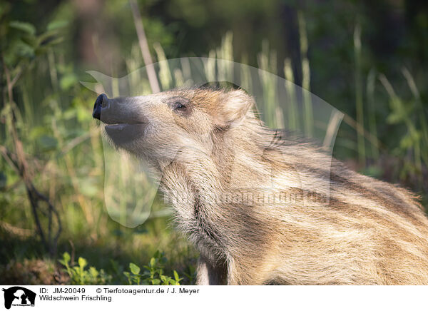 Wildschwein Frischling / wildboar piglet / JM-20049