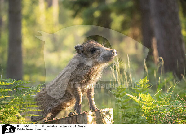 Wildschwein Frischling / wildboar piglet / JM-20053