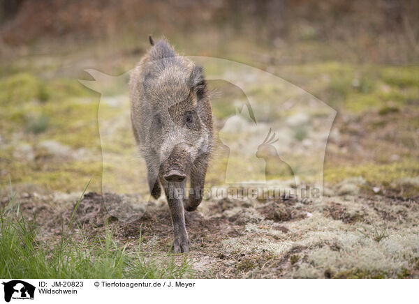 Wildschwein / wildboar / JM-20823